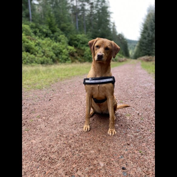 Labrador Retriever - Both