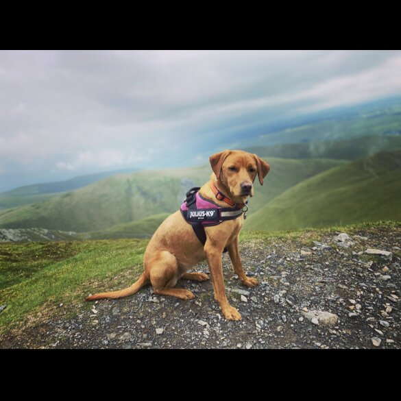Labrador Retriever - Both