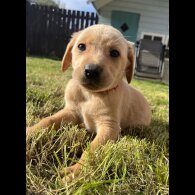 Labrador Retriever - Both
