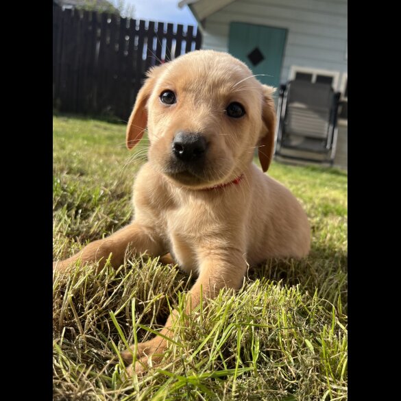 Labrador Retriever - Both