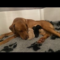 Labrador Retriever - Both