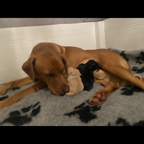 Labrador Retriever - Both