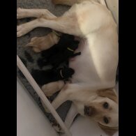 Labrador Retriever - Both