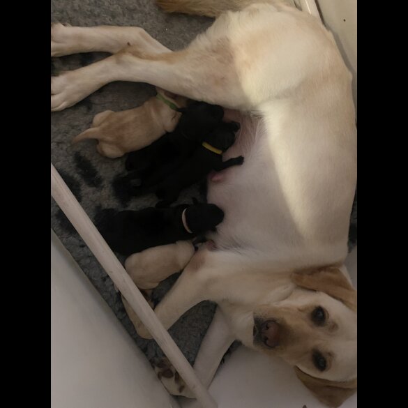 Labrador Retriever - Both