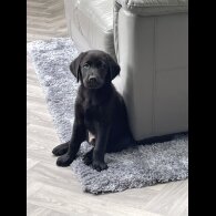 Labrador Retriever - Both
