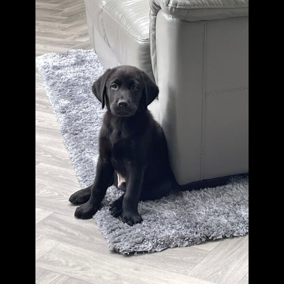 Labrador Retriever - Both