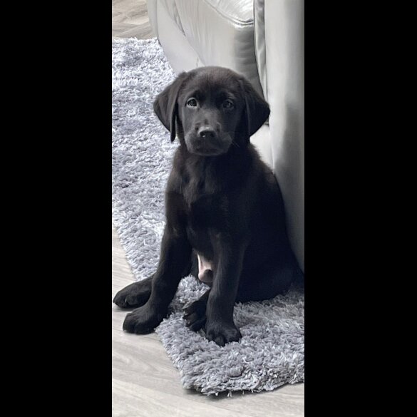 Labrador Retriever - Both