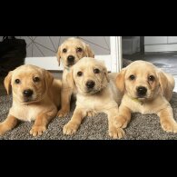 Labrador Retriever - Both