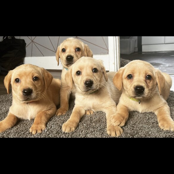 Labrador Retriever - Both