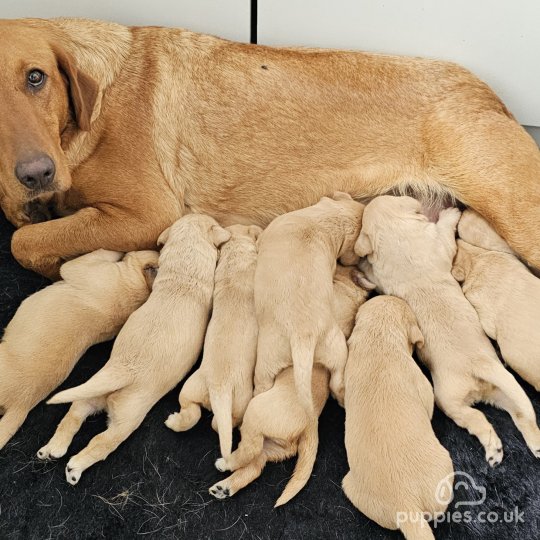 Labrador Retriever puppies for Sale near me in Sheffield South Yorkshire Puppies