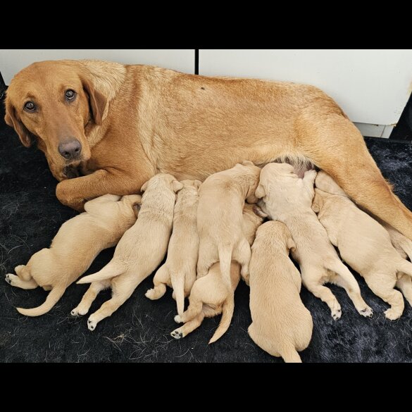 Labrador Retriever - Both