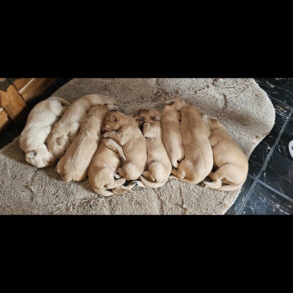 Labrador Retriever - Both