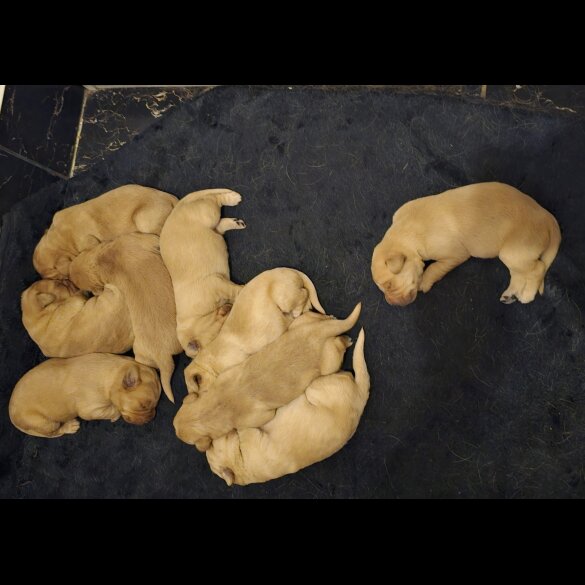 Labrador Retriever - Both