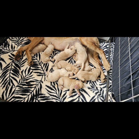 Labrador Retriever - Both