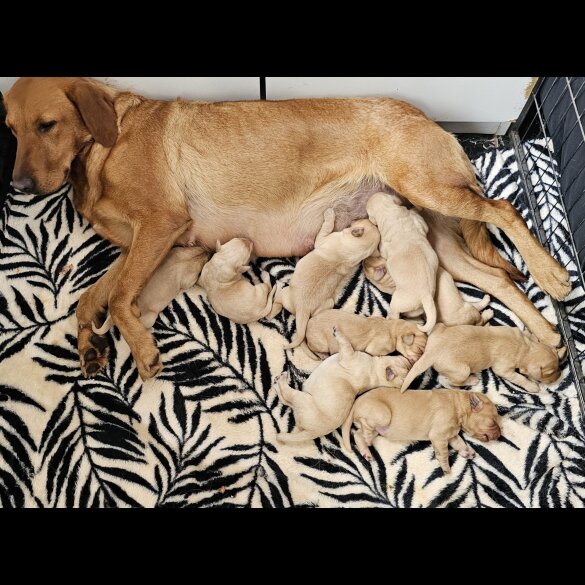 Labrador Retriever - Both