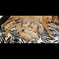 Labrador Retriever - Both