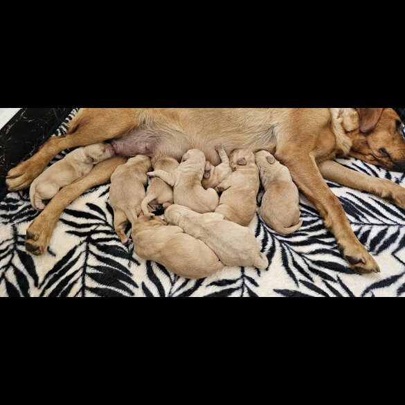 Labrador Retriever - Both
