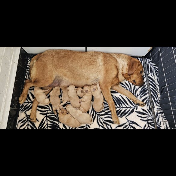 Labrador Retriever - Both