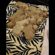 Labrador Retriever - Both