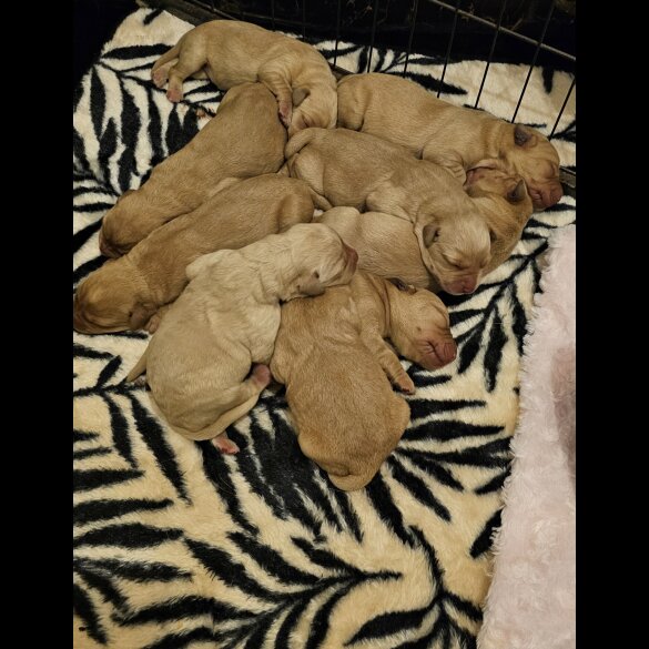 Labrador Retriever - Both