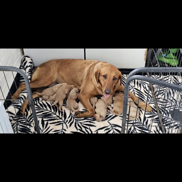 Labrador Retriever - Both