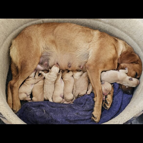 Labrador Retriever - Both
