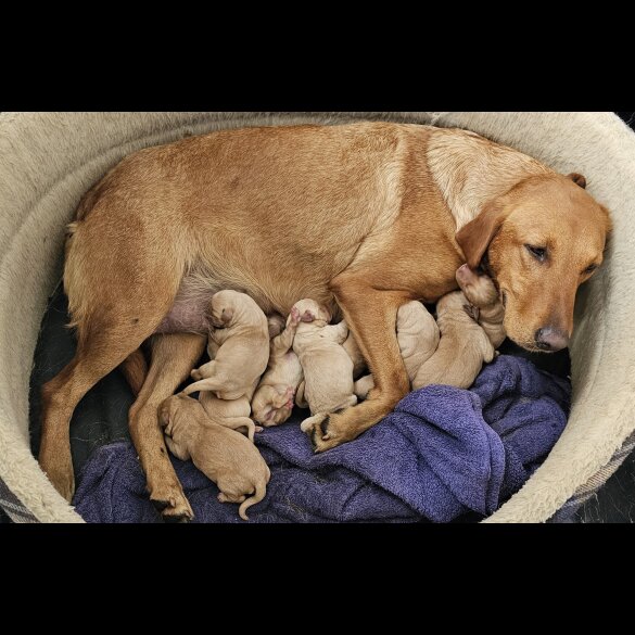 Labrador Retriever - Both
