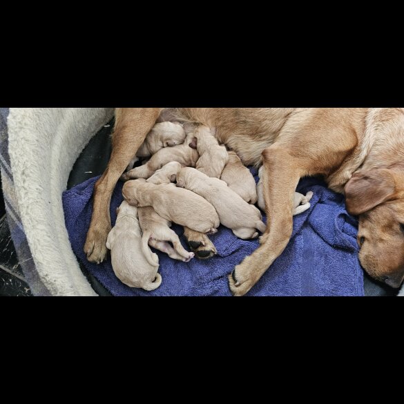 Labrador Retriever - Both