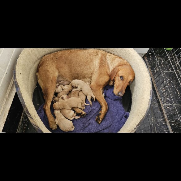 Labrador Retriever - Both