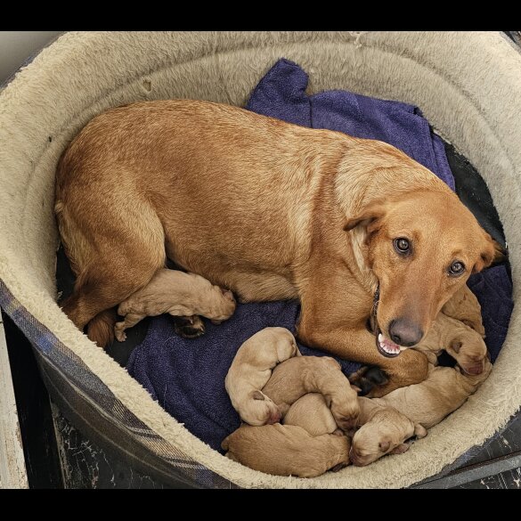 Labrador Retriever - Both