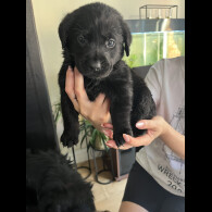 Labrador Retriever - Both
