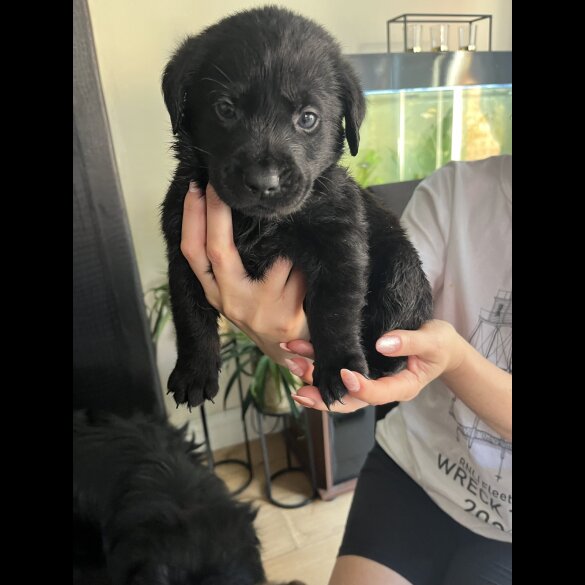 Labrador Retriever - Both