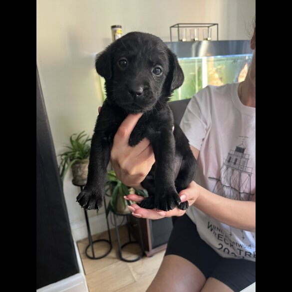 Labrador Retriever - Both