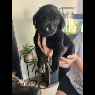 Labrador Retriever - Both