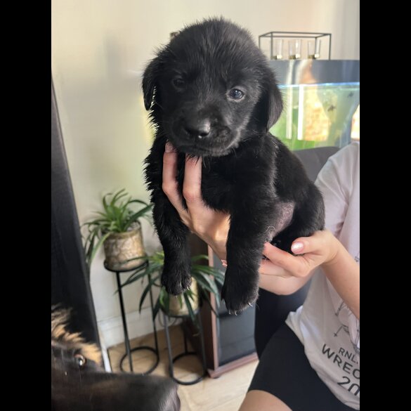 Labrador Retriever - Both