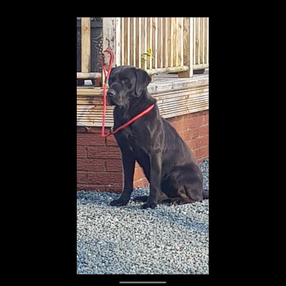 Labrador Retriever - Both