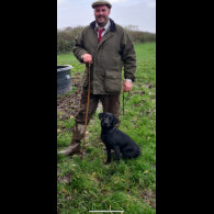 Labrador Retriever - Both