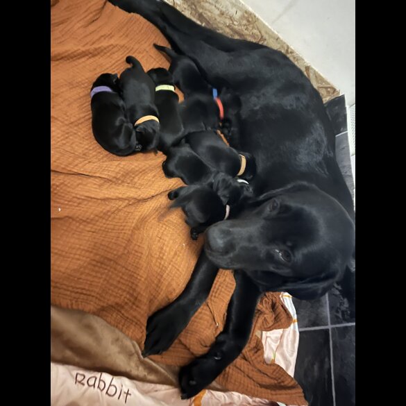 Labrador Retriever - Both