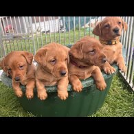 Labrador Retriever - Both