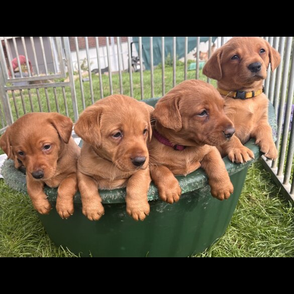 Labrador Retriever - Both