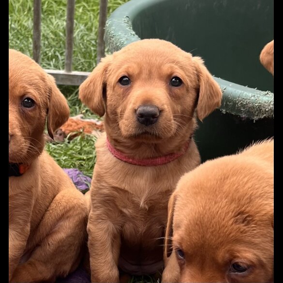 Labrador Retriever - Both