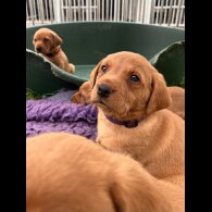 Labrador Retriever - Both