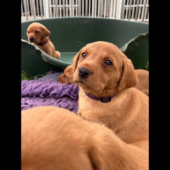 Labrador Retriever - Both