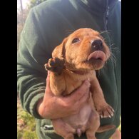Labrador Retriever - Both