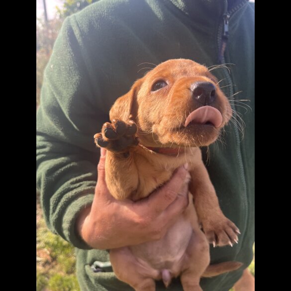 Labrador Retriever - Both
