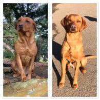 Labrador Retriever - Both