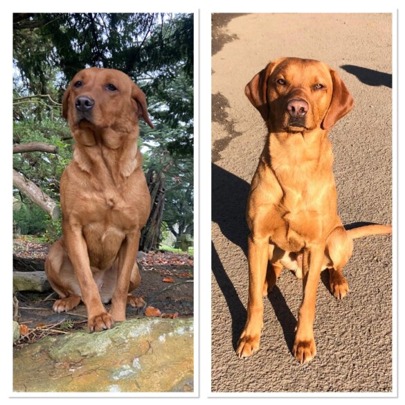 Labrador Retriever - Both