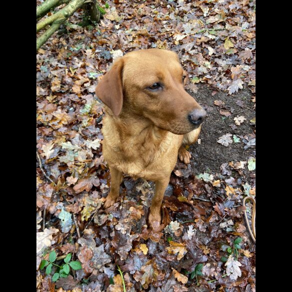 Labrador Retriever - Both