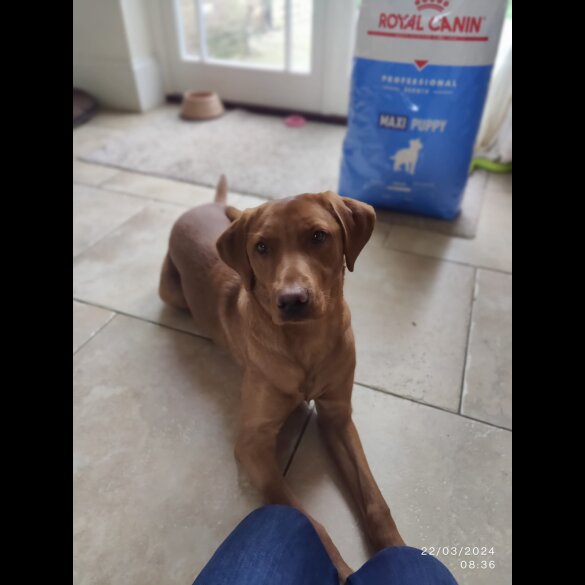 Labrador Retriever - Both