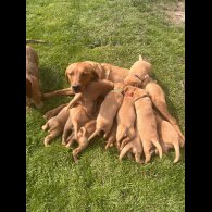Labrador Retriever - Both